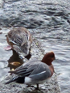 ヒドリガモ現る　　出舞