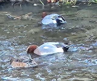 野鳥講座　　出舞