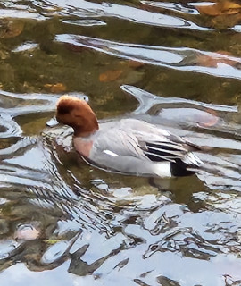 竜田川バードウォッチング　　　出舞
