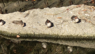 竜田川バードウォッチング　　　出舞