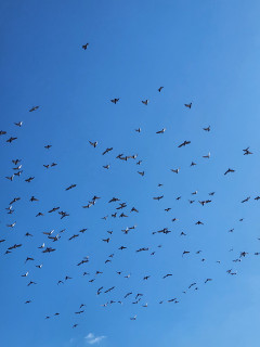 ハトの大群　　　出舞