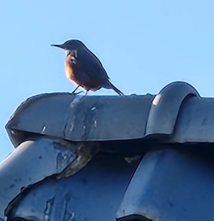 柊（ヒイラギ）の花　　　出舞