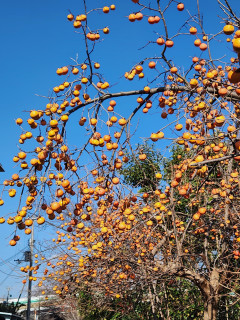 渋柿　　　　出舞