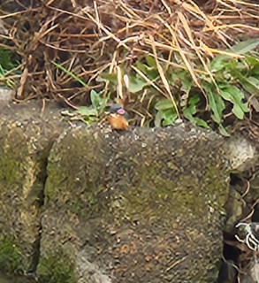 カワセミ　再会　　　出舞