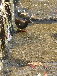 不明な鳥　　　出舞