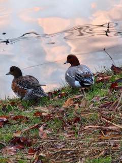 初霜　　　　　出舞