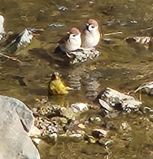 竜田川バードウォッチング　　　出舞