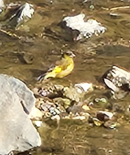 セキレイ　　　出舞