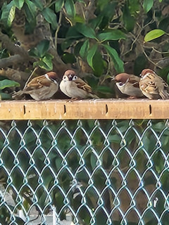 スズメとカワラヒワ　　　　出舞