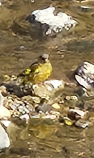 カワラヒワ　　　　出舞