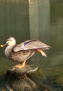 冬の鳥　　　出舞