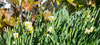 寒波到来　　　　出舞