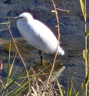 寒中バードウオッチング　　出舞