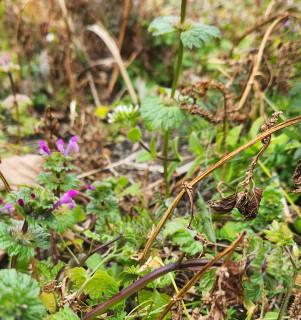 高市総理　地元奈良へ凱旋　　　出舞
