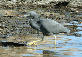 クロサギ　　　出舞