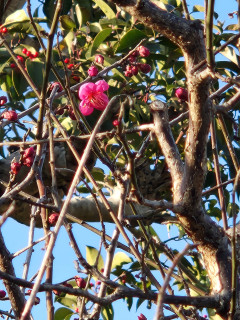 春の足音　出舞