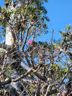 梅だより　　　出舞
