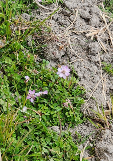 レンゲ咲く　　　出舞