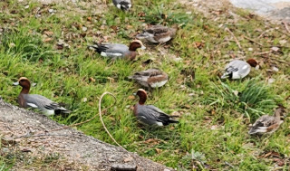 寒中バードウオッチング　　出舞