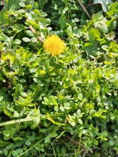 タンポポ見つけた　　　出舞