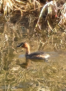 カイツブリ　　　　出舞