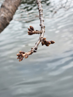 サクラの花芽（はなめ）　　出舞