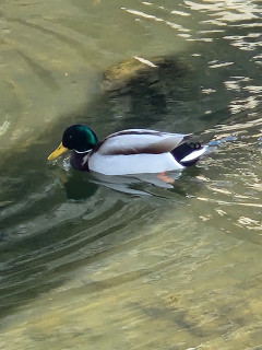 大寒　　　　出舞