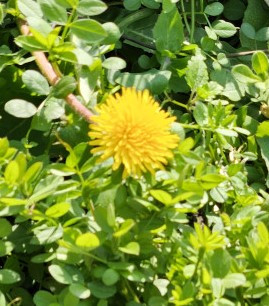 在来タンポポと西洋タンポポ　　　出舞