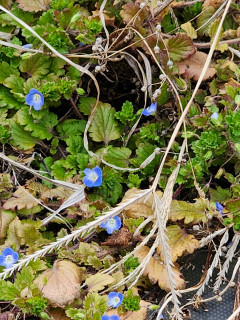 世紀の瞬間（リくりゅう）　金メダル　　　　出舞