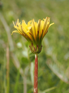 ニホンタンポポとセイヨウタンポポ　　　出舞