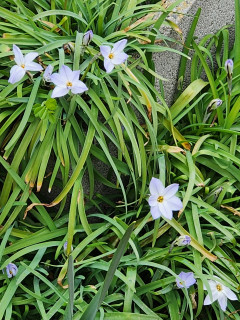 モンシロチョウ　　　出舞