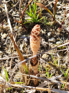 春を探しに　　　　出舞