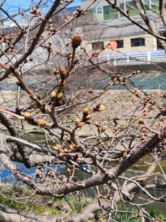 サクラの蕾　　出舞