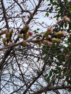 サクラの蕾 p2　　出舞