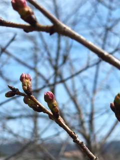 花だより　P1　　　出舞