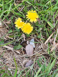 花だより　P2　　　出舞