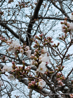 竜田川のサクラ咲きました。　　　出舞