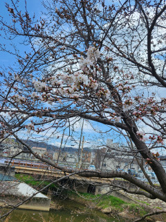 花だより　　　出舞