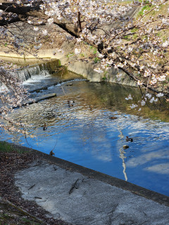 今日開幕　　　　出舞