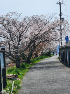 咲いた　咲いた　虎桜　　　出舞
