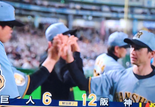 虎桜満開　　　出舞