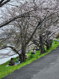 竜田川の桜並木　満開　　出舞