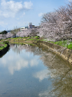 桜満開　　　出舞