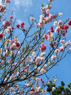 源平桃（げんぺいもも）　　　出舞