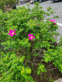 花盛り　　　出舞