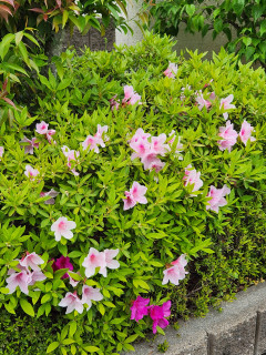 春の花　　出舞