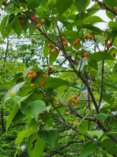 黄色いサクランボ　　　出舞
