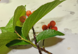 小糠雨　　　出舞