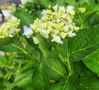 紫陽花日誌　　　出舞