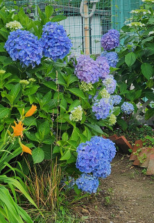 梅雨の花　　　出舞